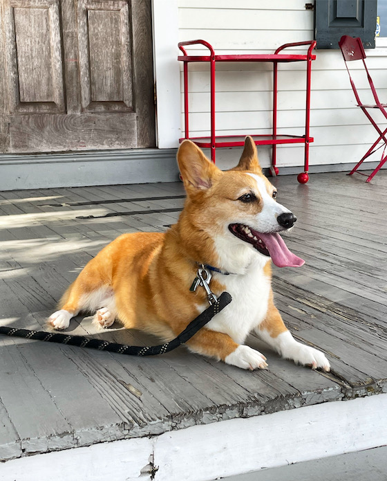 A photo of Dylan the red and white Pembroke Welsh Corgi sitting on a gray wooden porch.
