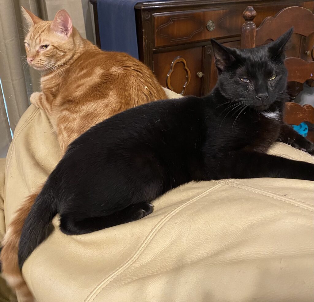 a black cat and an orange cat resting on a large pillow