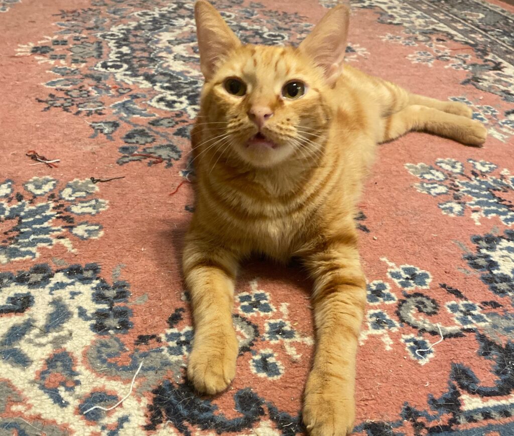 meowing orange cat