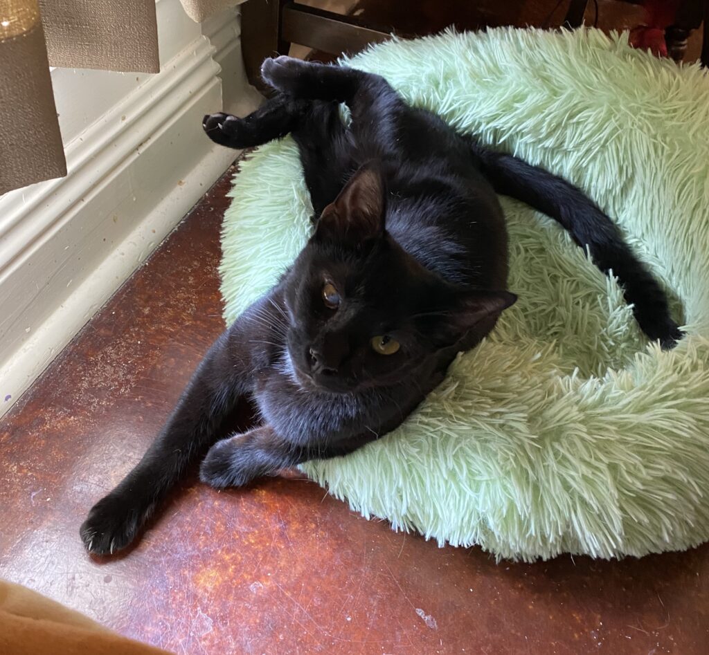 black cat stretching on a green cat bed