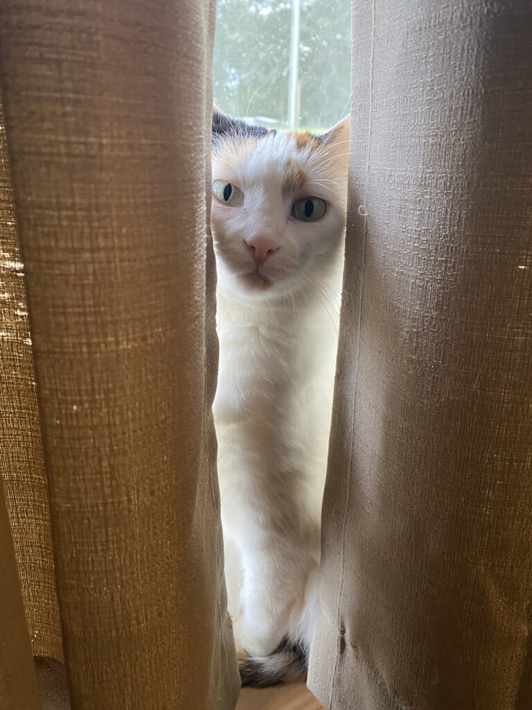 a cat peeking out from behind curtains
