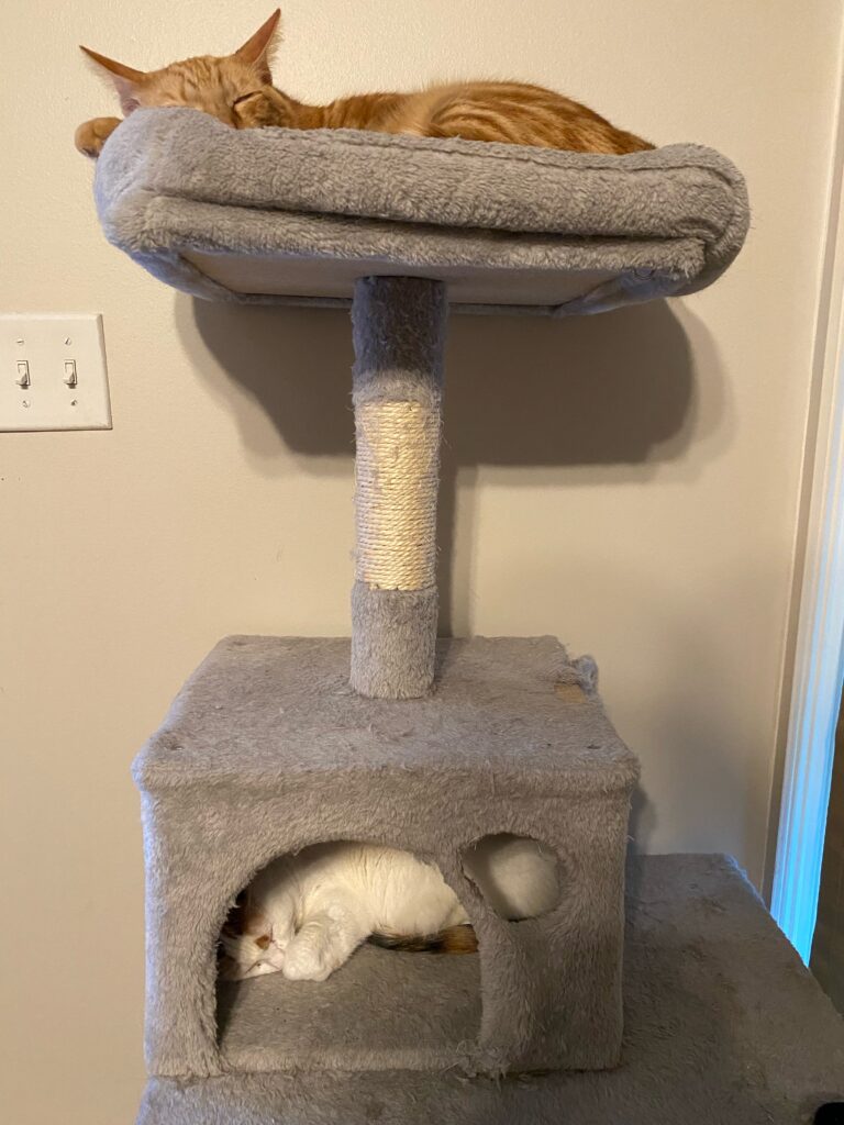 two cats sleeping in a cat tree