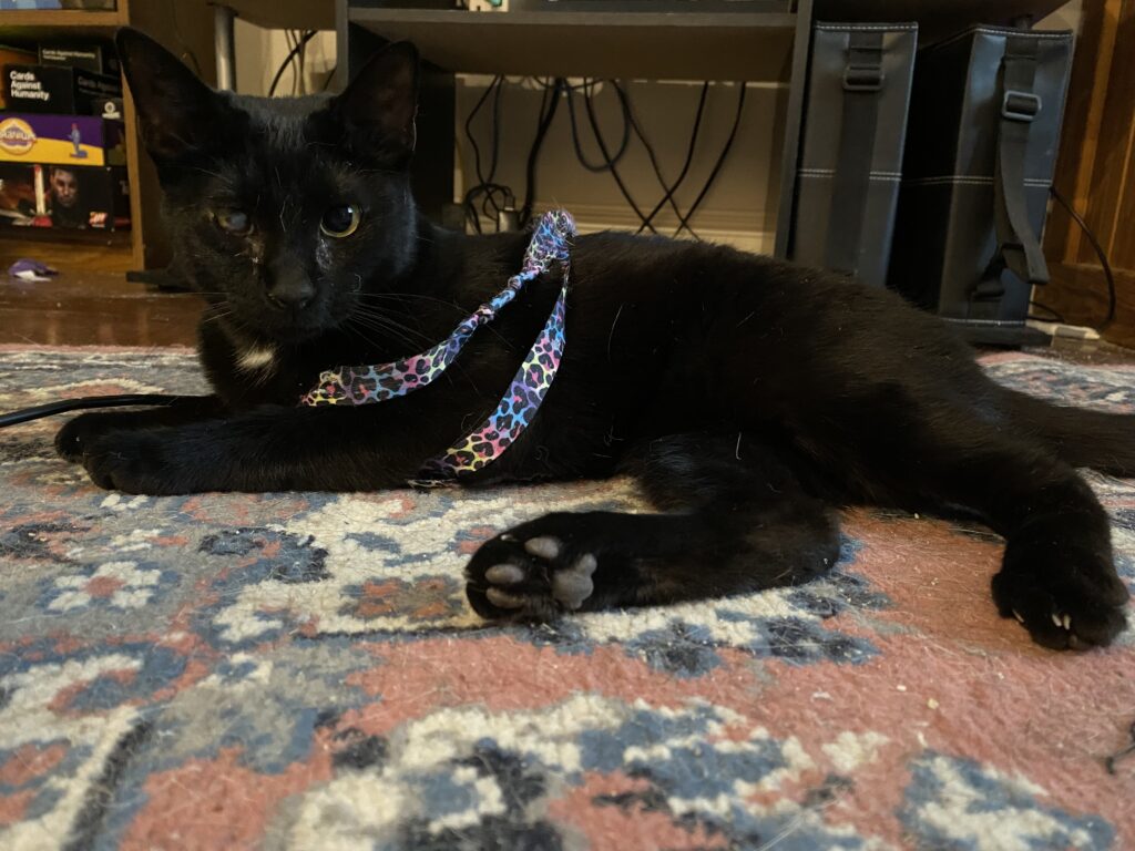 a black cat tangled in a cat toy