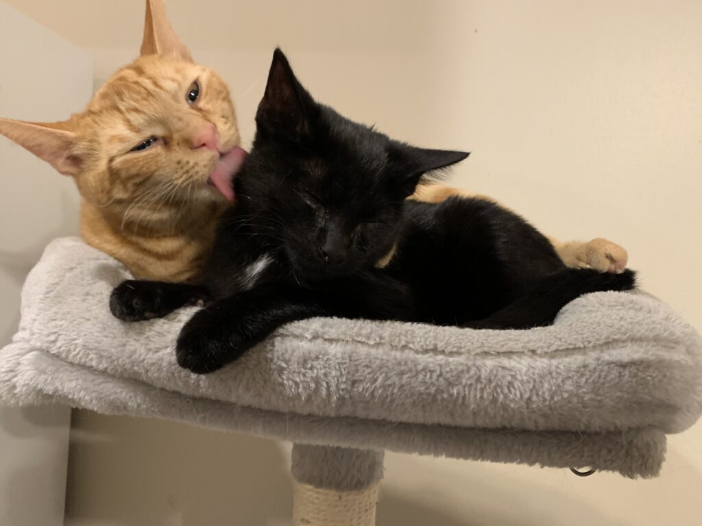 and orange cat licking a black cat