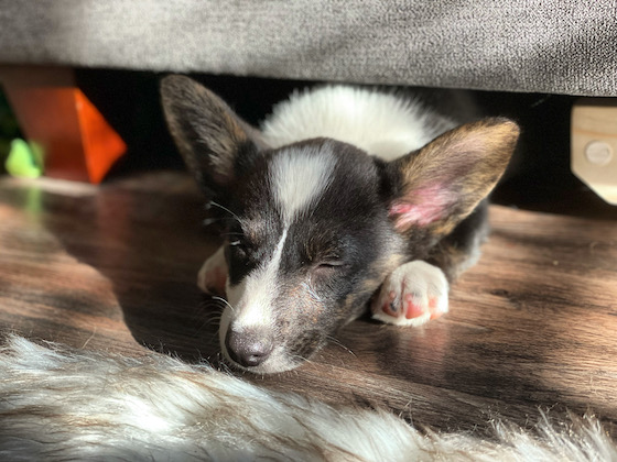 A photo of Gwen, the black and white Cardigan Corgi puppy, sleeping tucked halfway under a chair.