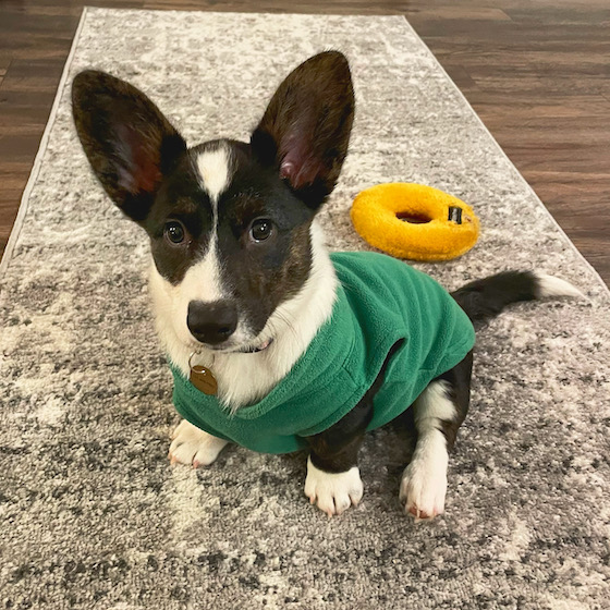 A photo of Gwen, the black and white Cardigan Welsh Corgi, wearing a bright green vest