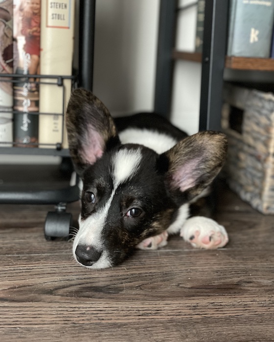 A photo of Gwen, the black and white Cardigan Welsh Corgi sitting in between a book cart and a bookshelf