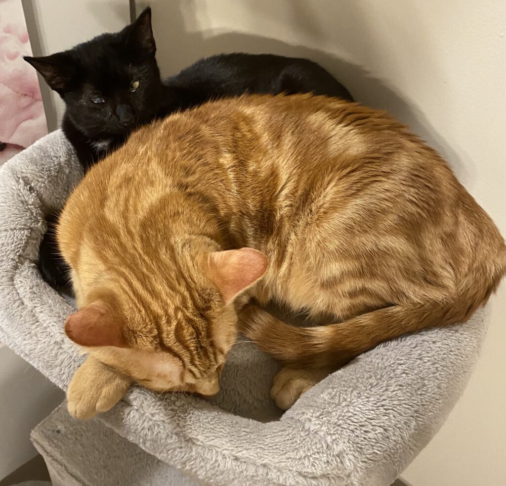 Little black cat spooning bigger orange cat