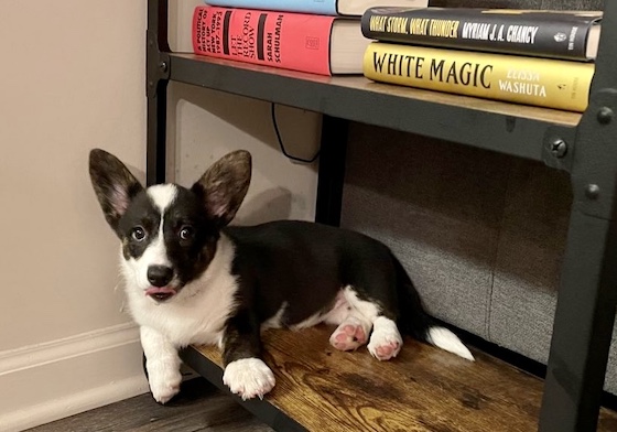 A photo of Gwen, the black and white Cardigan Welsh Corgi, sitting on the bottom shelf of a book cart.