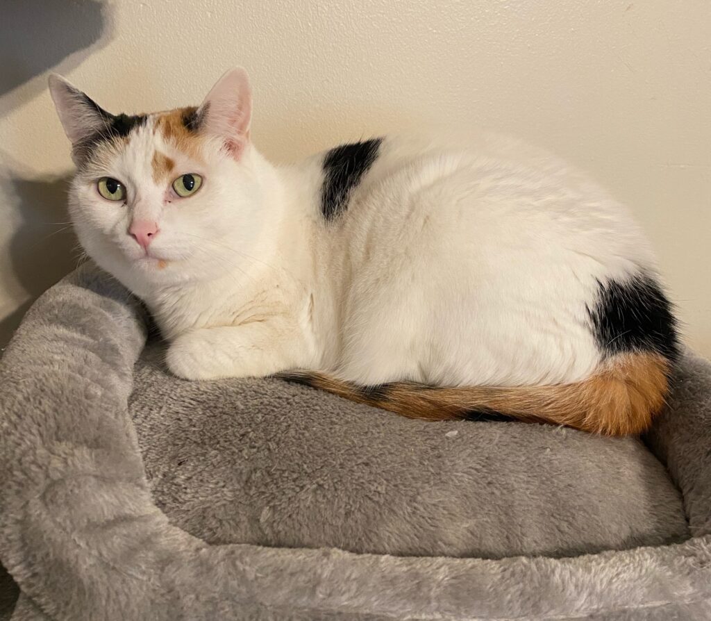 Calico cat in a cat tree