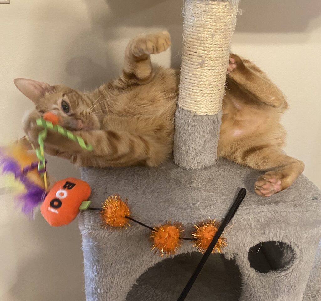 Orange cat with Halloween cat toy