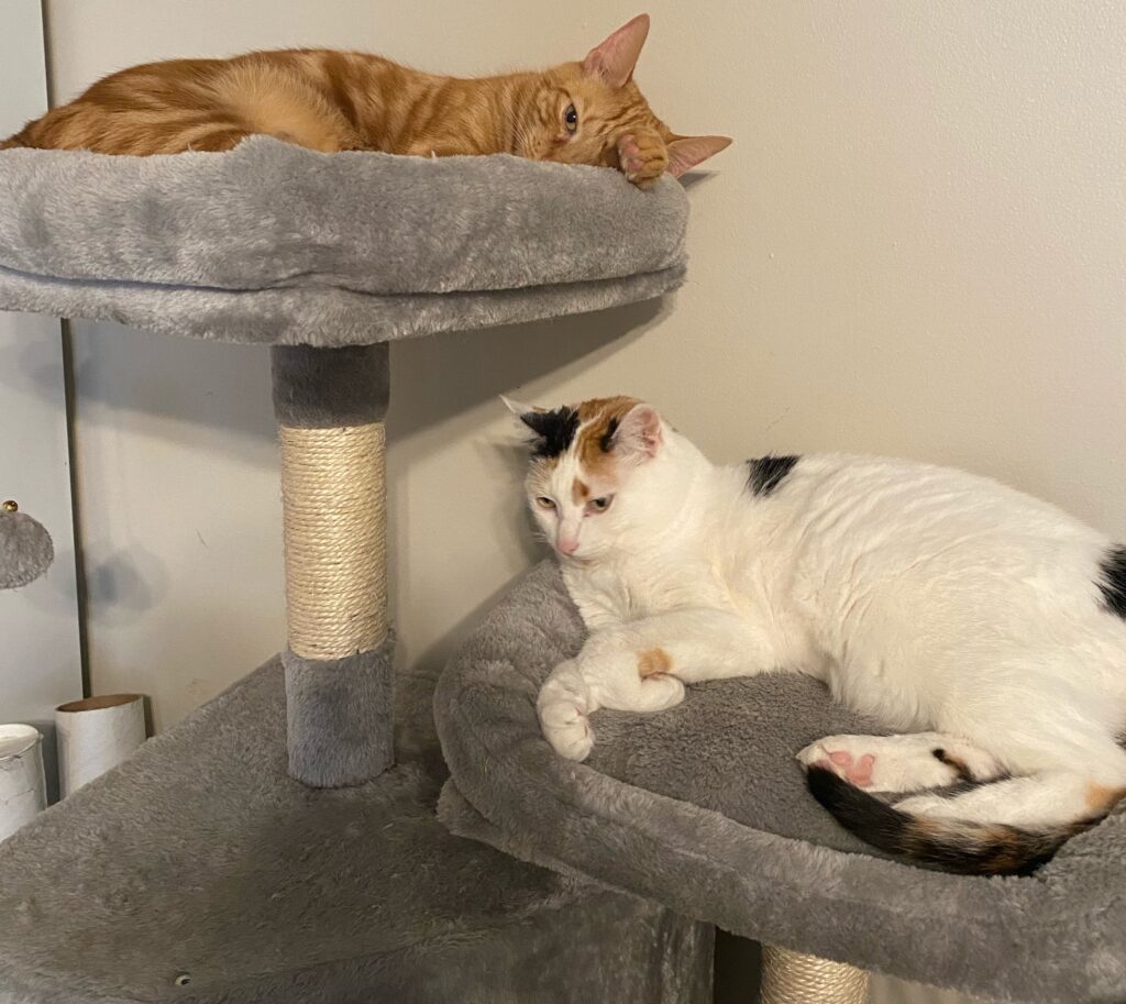 ginger cat and calico cat share a cat tree
