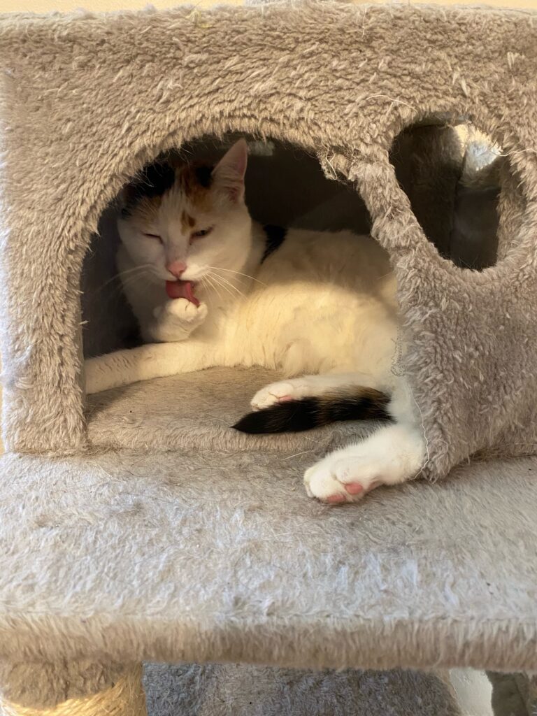 cat bathing inside a cat tree