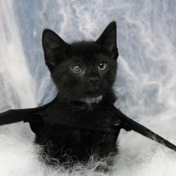 black kitten wearing bat wings