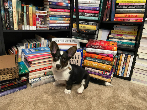 A photo of Gwen, the black and white Cardigan Welsh Corgi, sitting in front of several piles of books. Behind her and the stacks of books are more bookshelves full of books.