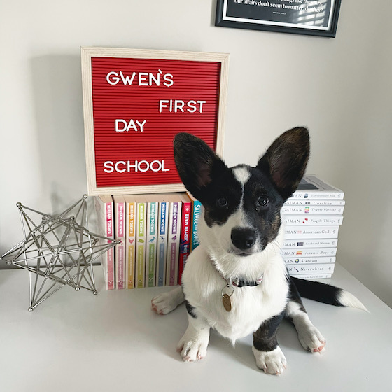 Gwen, the black and white Cardigan Welsh Corgi, sits in front of a sign that says, "Gwen's first day of school!"