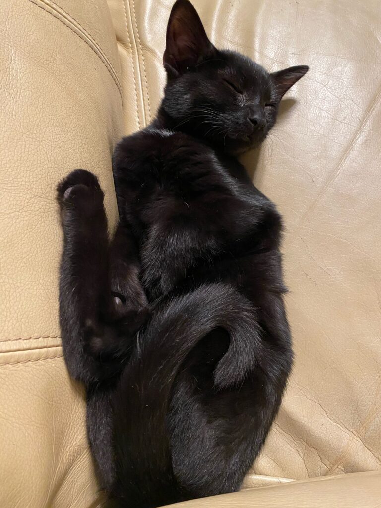 sleeping black cat