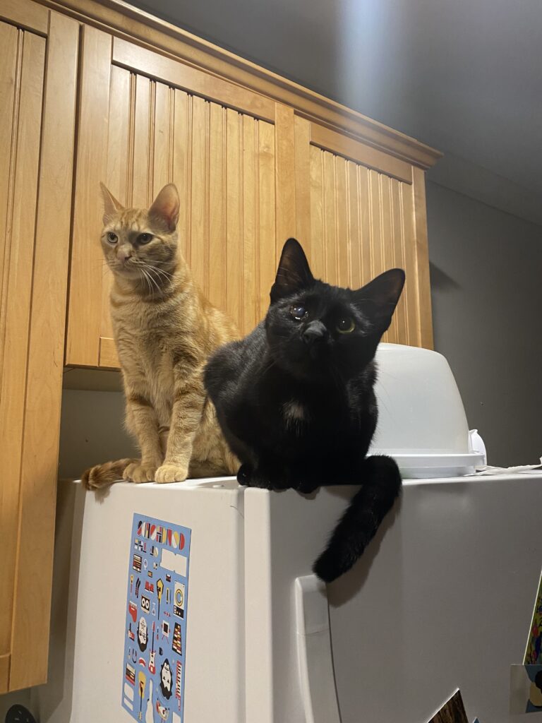 black cat and orange cat on fridge