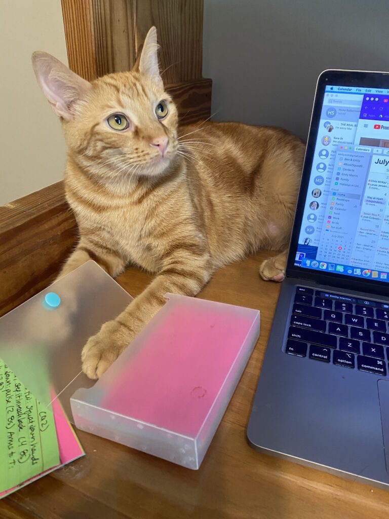 orange cat by computer and index cards