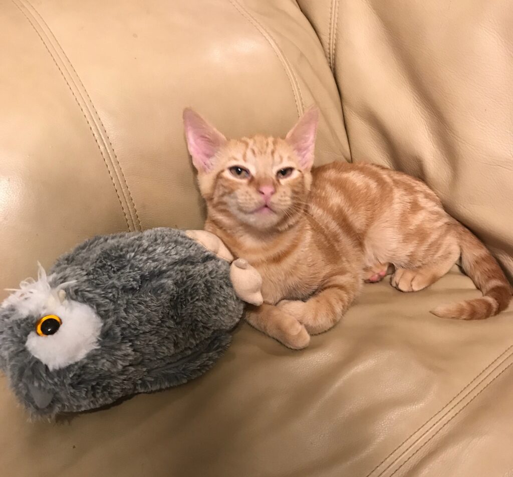 orange kitten with stuffed owl