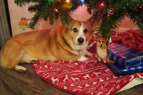 A photo of Dylan, the red and white Pembroke Welsh Corgi, sitting underneath a Christmas tree. He's sitting on a red tree skirt with blue-striped presents. A corgi ornament hangs from the tree.