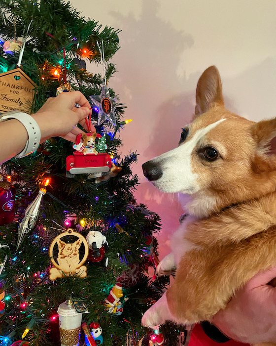 A photo of Dylan, the red and white Pembroke Welsh Corgi, being held up to the tree as a white hand reaches out and hangs a Corgi ornament on the tree.