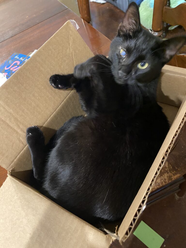 black cat in a box