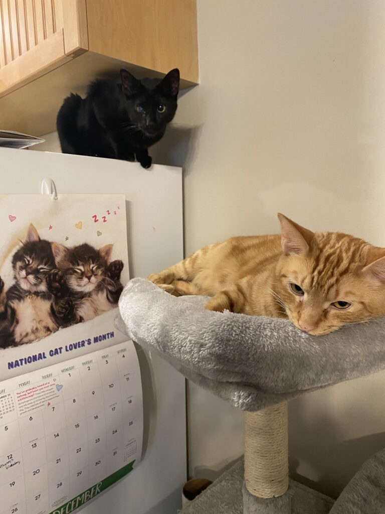 a black cat perched between the top of a fridge and a cabinet. On the fridge is a kitten-theme calendar, and next to the fridge is a tabby cat resting on a cat tree