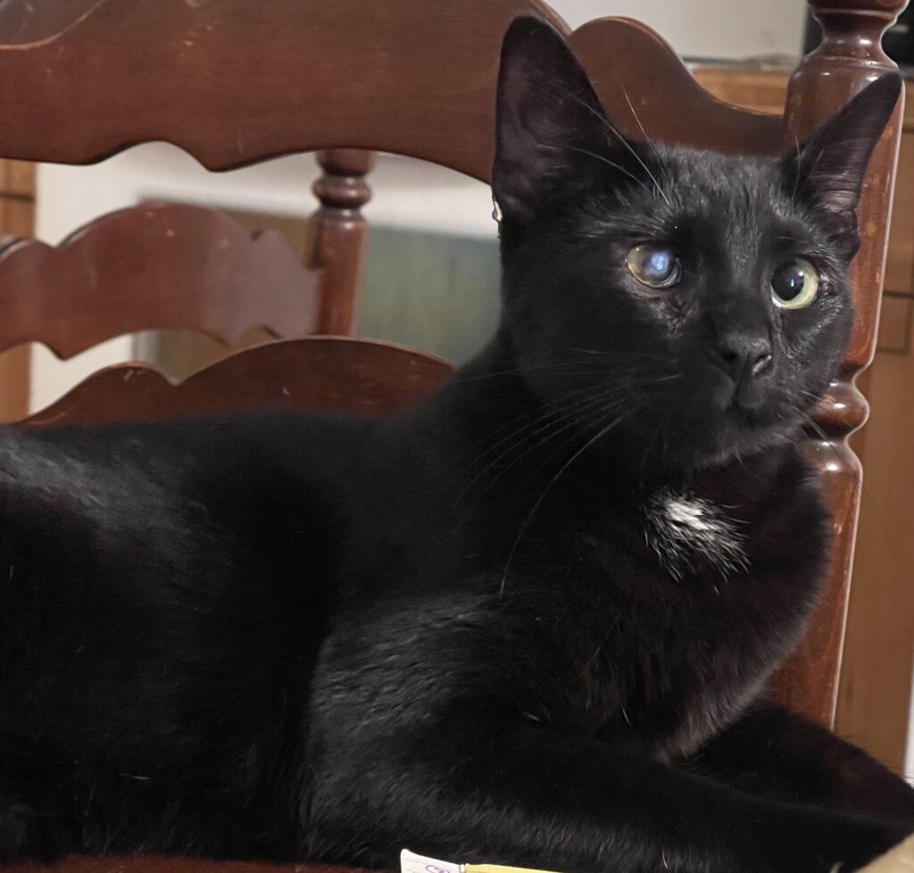 black cat resting on a wooden chair