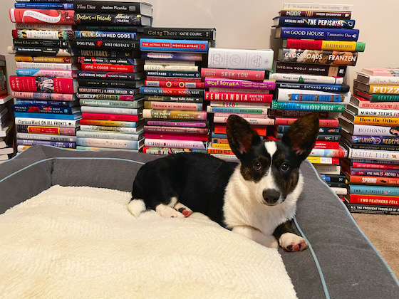 Gwen, a black and white Cardigan Welsh Corgi, sits on a giant dog bed in front of stacks and stacks of books.