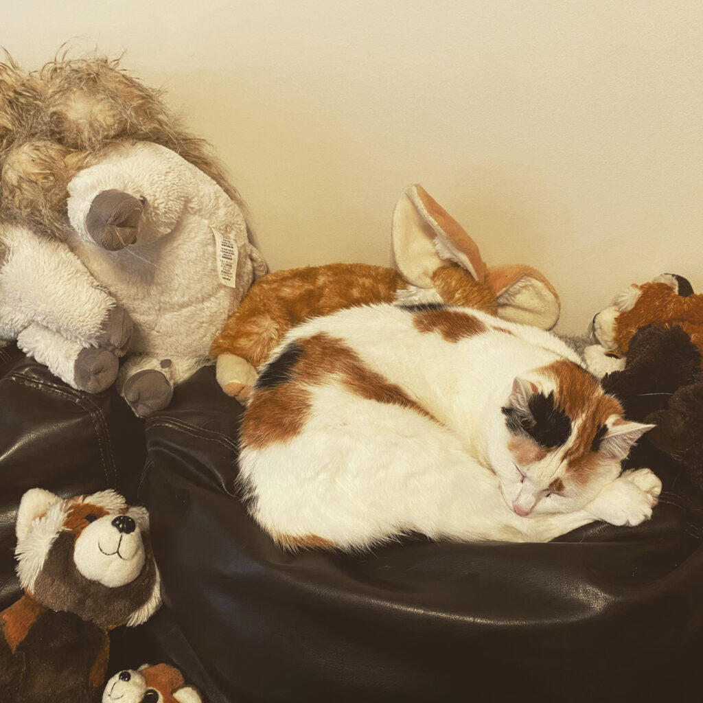 calico cat napping near stuffed animals
