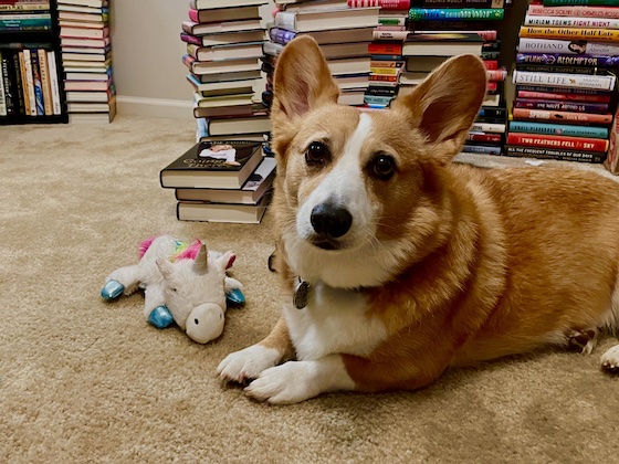 A photo of Dylan, a red and white Pembroke Welsh Corgi, sitting next to a white unicorn toy that he stole from Gwenllian. Stacks and stacks of books are lined up behind him.