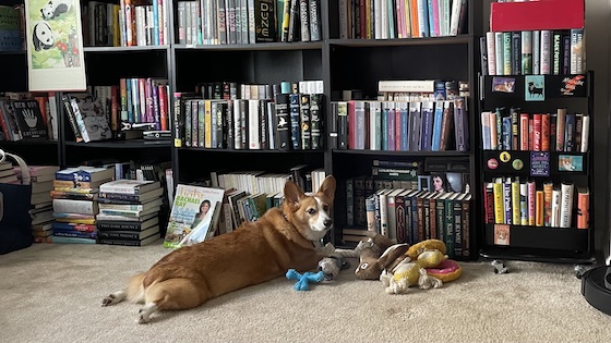 A photo of Dylan, the red and white Pembroke Welsh Corgi, sitting in front of row and rows of books. He's sitting by a giant pile of toys like a small, furry dragon.