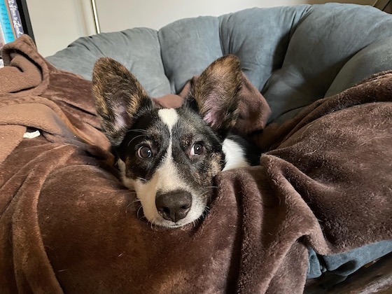 A photo of Gwen, a black and white Cardigan Welsh Corgi with brindle points. She is sitting in a gray chair surrounded by a brown blanket. She is looking off to the side to try to sneak a peek at the other dogs beyond the window.