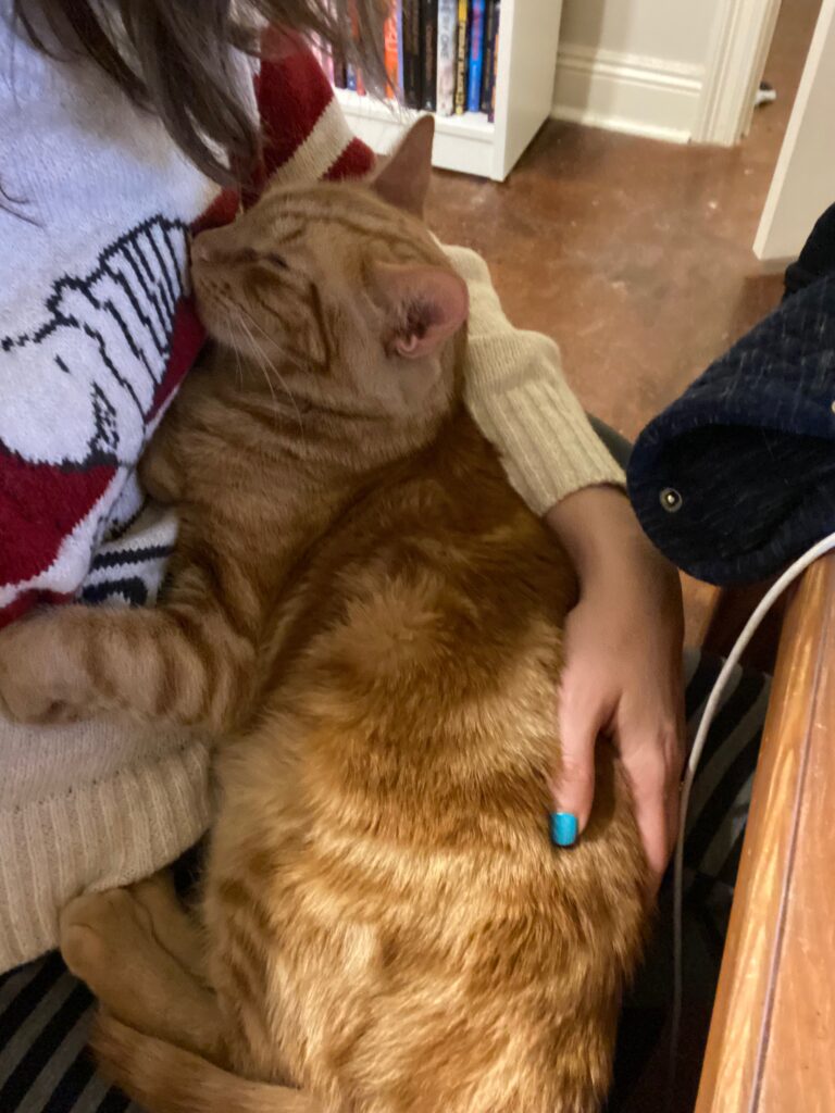 orange cat cuddling