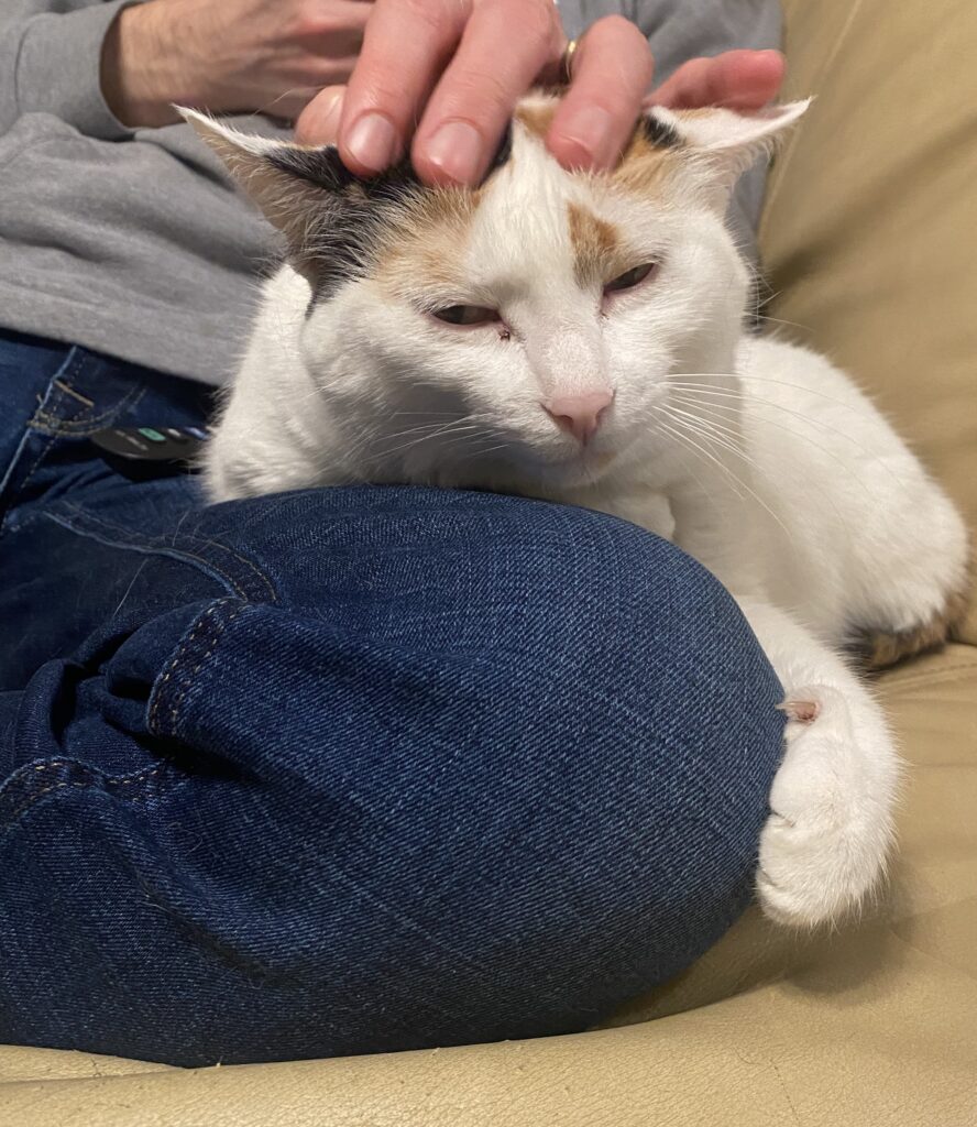 white cat being pet on the head while sitting in someone's lap