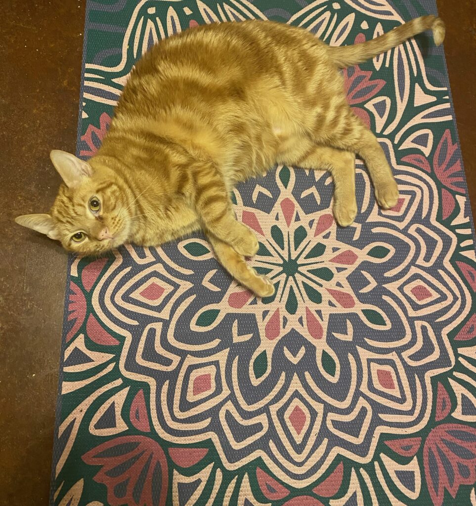 cat on yoga mat