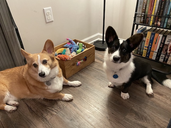 A photo of Dylan, a red and white Pembroke Welsh Corgi, and Gwen, a black and white Cardigan Welsh Corgi, sitting together in front of their toy box and their TBR cart.