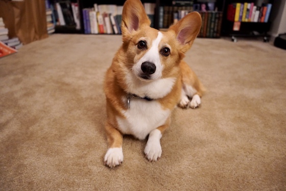 A photo of Dylan, the red and white Pembroke Welsh Corgi, staring into the depths of the camera. He has deep chocolate eyes that give off an adorable smolder. The writer of this description is not biased at all. wink emoji