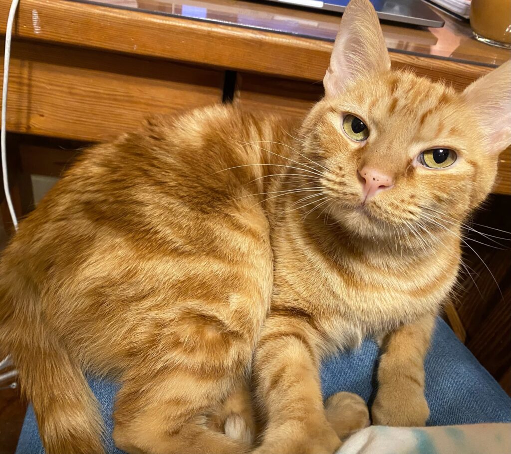 orange cat sitting on the lap of an unseen person at a desk