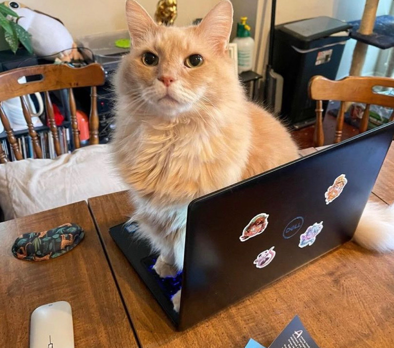 Cat on laptop