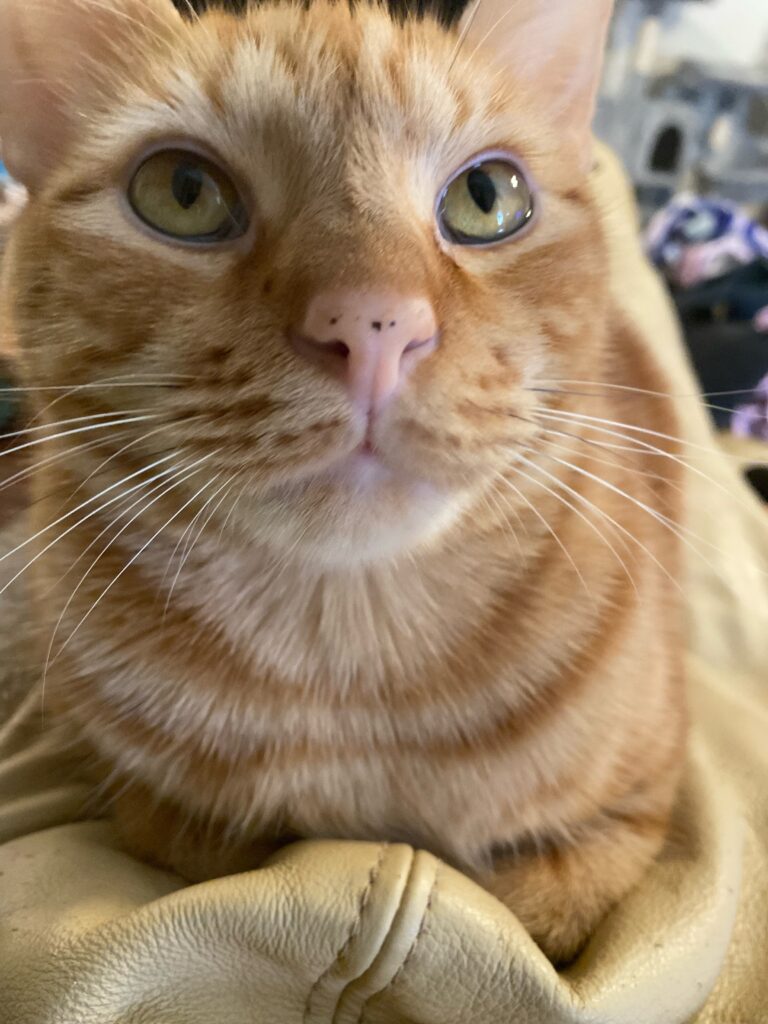 orange cat close up with freckles on his nose