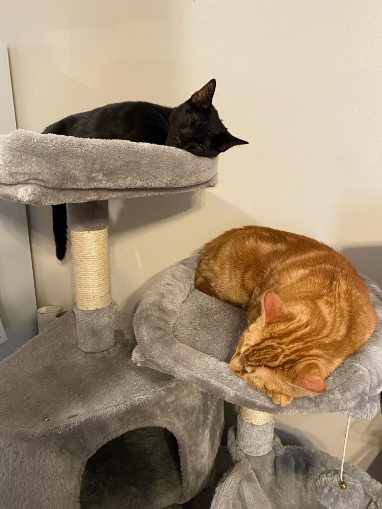 a black cat and orange cat resting on a cat tree
