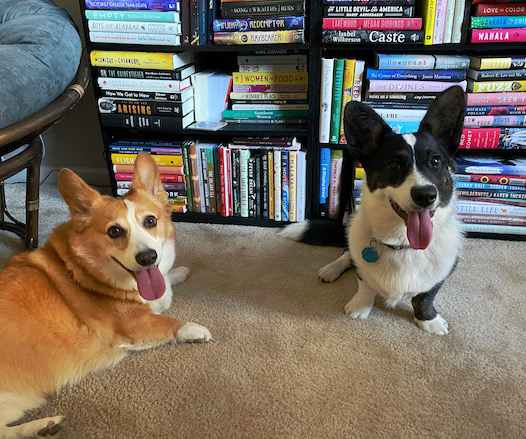 A photo of Dylan, a red and white Pembroke Welsh Corgi, and Gwen, a black and white Cardigan Welsh Corgi, sitting in front of a shelf of books.