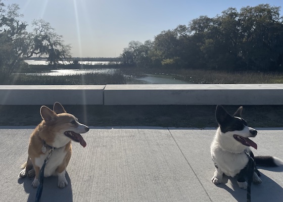 A photo of Dylan, a red and white Pembroke Welsh Corgi, and Gwen, a black and white Cardigan Welsh Corgi, sitting on a bridge looking to the right. The Lowcountry wetlands can be seen behind them.