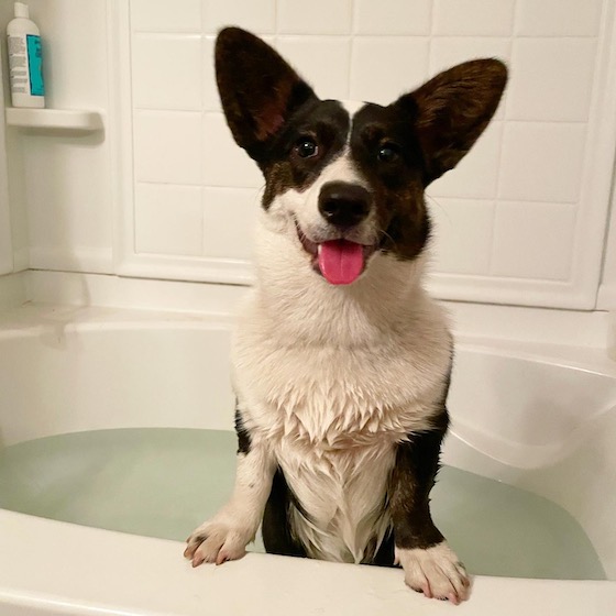 A photo of Gwen, the black and white Cardigan Welsh Corgi, standing on the edge of the tub.