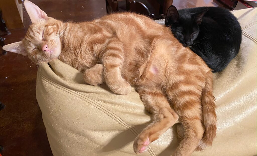 orange and black cat sleeping