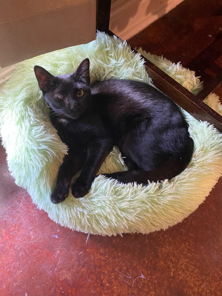 black cat in a cat bed