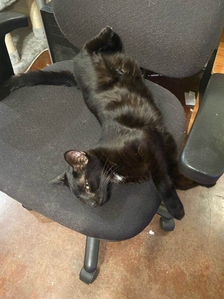 black cat on a chair