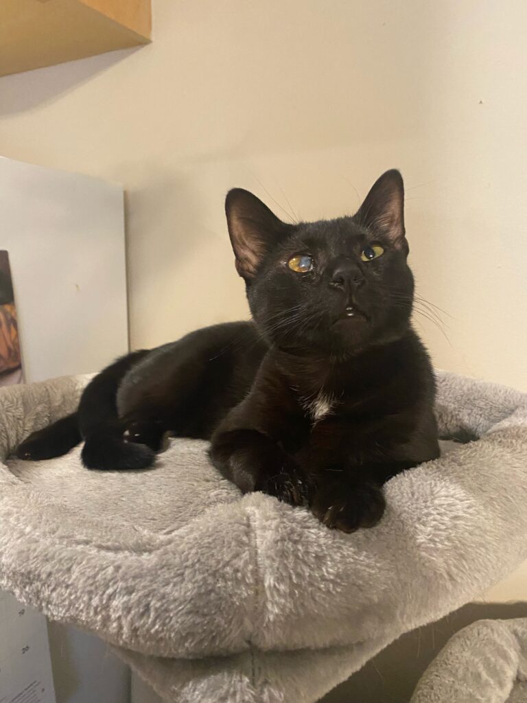 black cat on cat tree